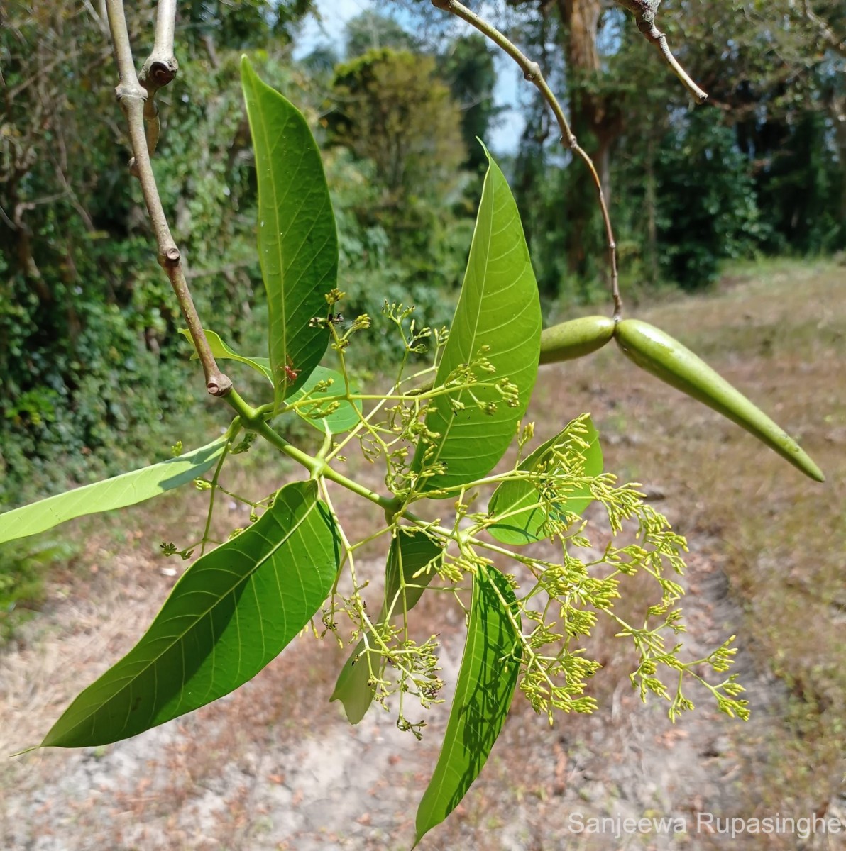 Anodendron parviflorum (Roxb.) I.M.Turner